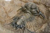Acanthopyge (Lobopyge) Trilobite - Atchana, Morocco #213451-4
